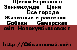 Щенки Бернского Зенненхунда  › Цена ­ 40 000 - Все города Животные и растения » Собаки   . Самарская обл.,Новокуйбышевск г.